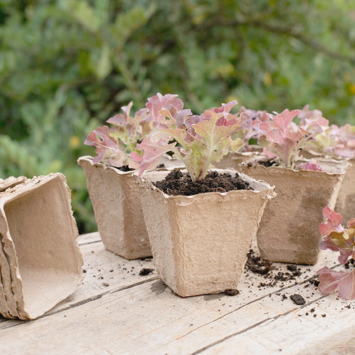 balkonkertészkedés